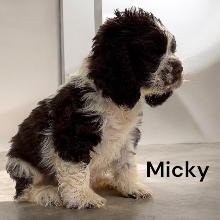 puppy, for, sale, Cocker Spaniel, Joe & Cherri  Overlease, dog, breeder, Miller, MO, dog-breeder, puppy-for-sale, forsale, nearby, find, puppyfind, locator, puppylocator, aca